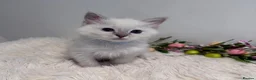 Ragdoll cats for sale: Beautiful TICA registered Ragdoll kittens  - Advert 10