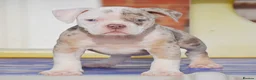 Olde English Bulldogge dogs for sale: DONT LET YOUR DREAMS JUST BE DREAMS  - Advert 5