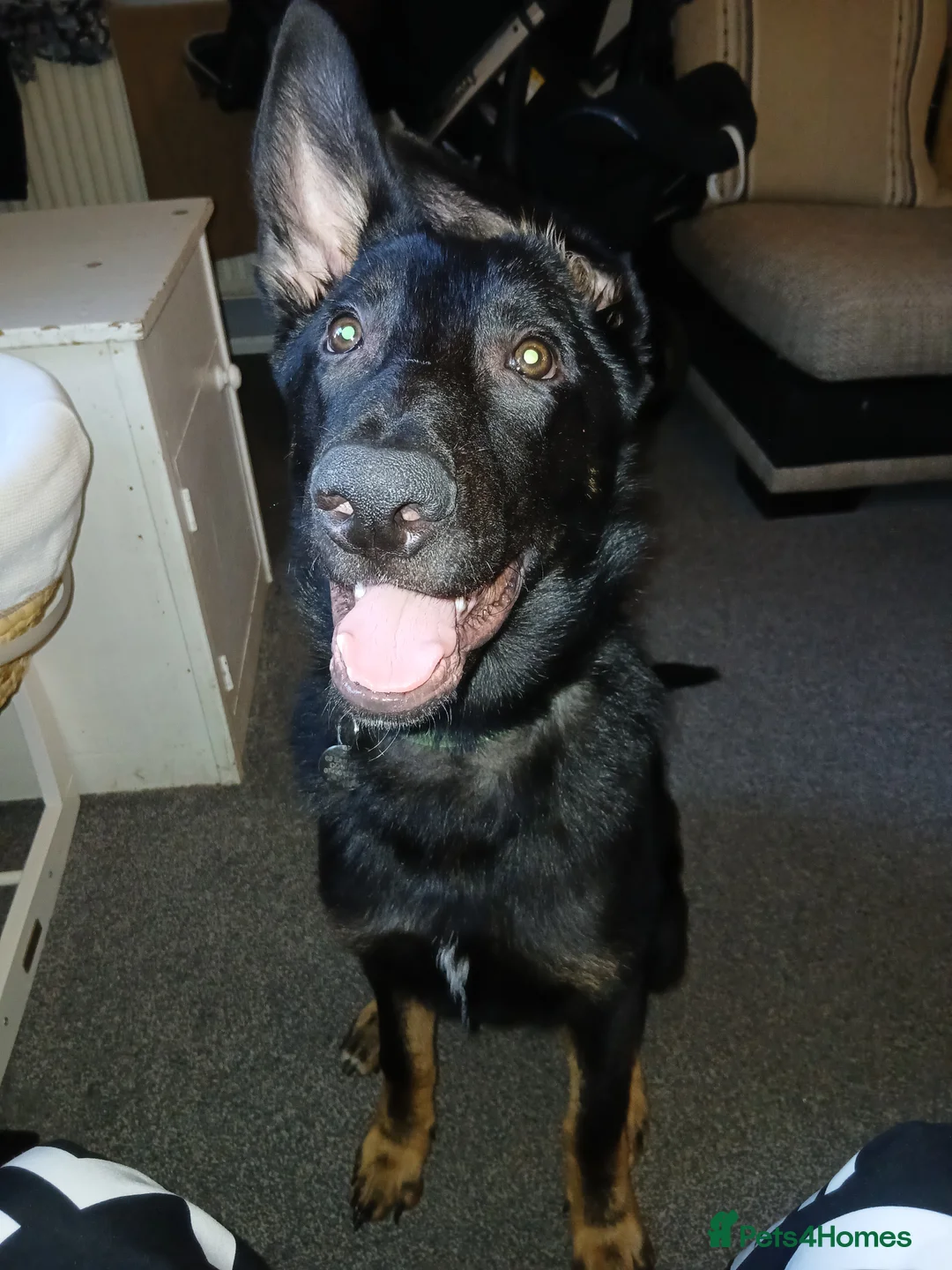 German Shepherd dogs for sale: Major  in Sudbury - Advert 2