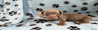 Miniature Dachshund 4