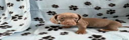 Miniature Dachshund dogs for sale: Beautiful Miniature Dachshund Puppies in Crawley - Advert 5