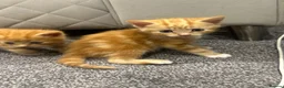 Mixed Breed cats for sale: Kittens  in Chelmsford - Advert 1