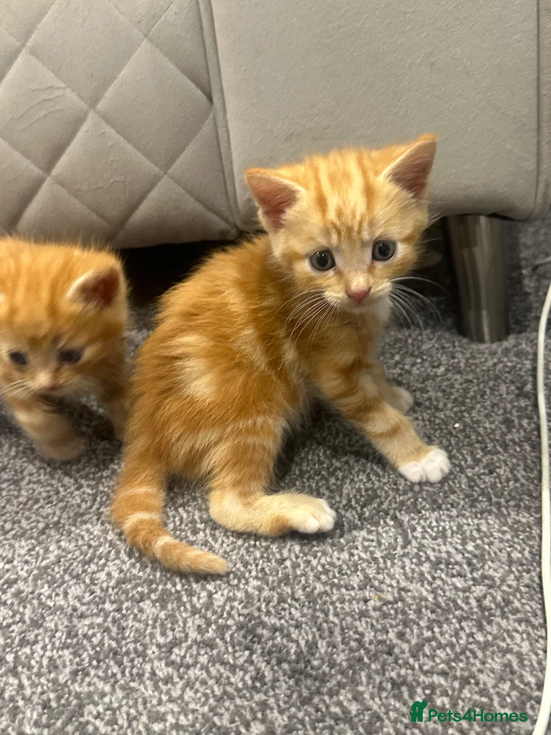 Mixed Breed cats for sale: Kittens  in Chelmsford - Advert 1