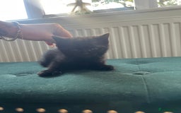 Toybob cats for sale: Kittens for sale  - Image 11