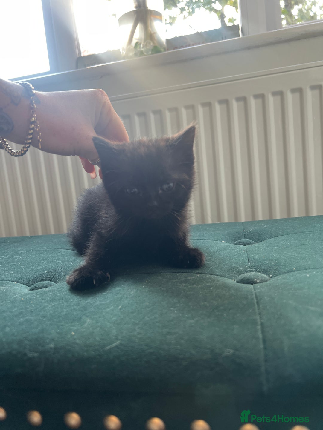 Toybob cats for sale: Kittens for sale  - Image 11