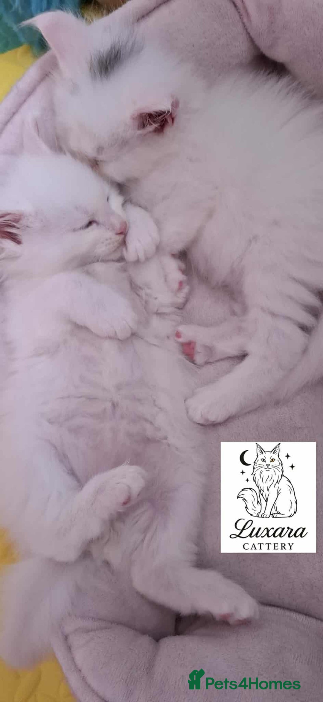 Maine Coon cats for sale: Adorable Purebred Maine Coon Kittens–GCCF/Pedigree - Image 3
