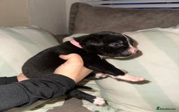 Mixed Breed dogs for sale: Olde English Bulldogge/Staffy bull Collie mix - Image 21