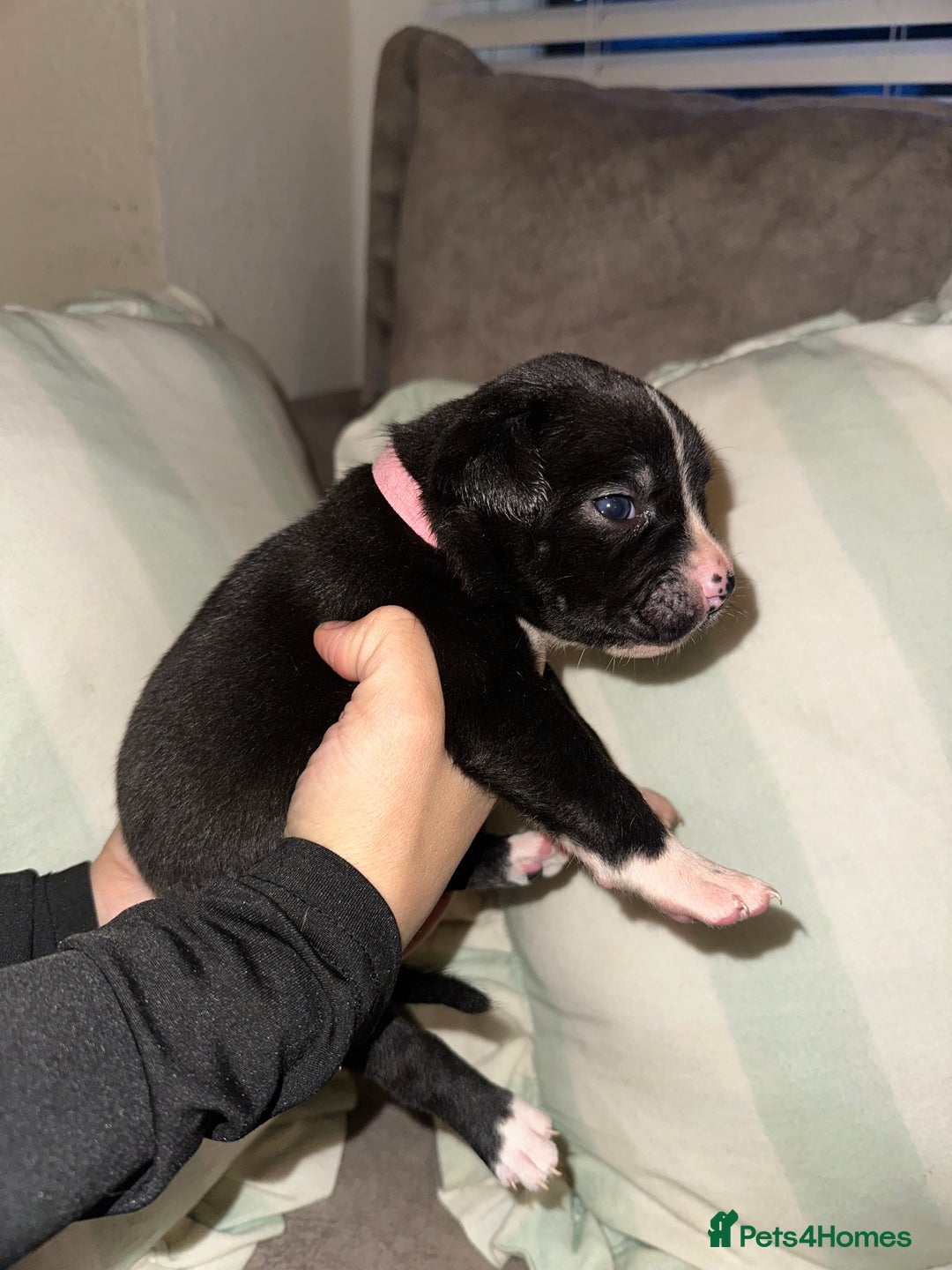 Mixed Breed dogs for sale: Olde English Bulldogge/Staffy bull Collie mix - Image 21