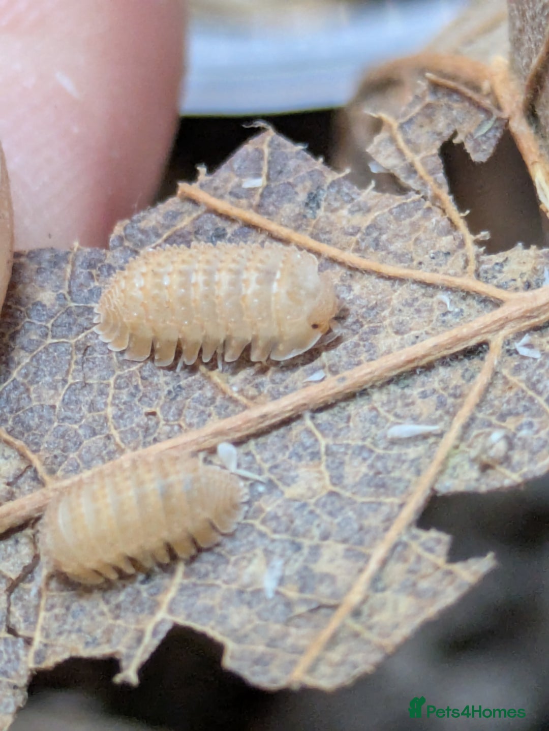 Mixed Breed invertebrates for sale: Isopods clean up crew  - Advert 6