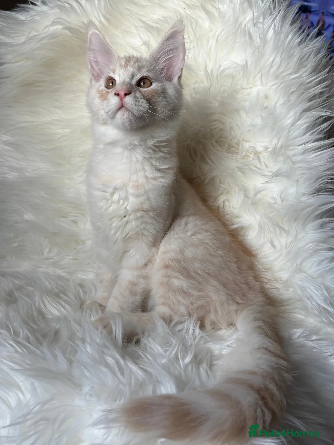 Maine Coon cats for sale: Our last kitten -TICA registered! - Advert 9