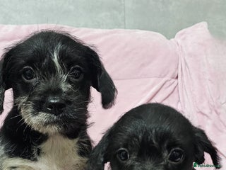 Mixed Breed dogs Frenchi /Mini Poodle Puppies First Gen ❤️ - Advert 6