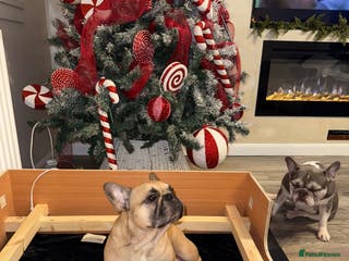 French Bulldog dogs Elegant Litter of Six KC Registered French Bulldog - Advert 7