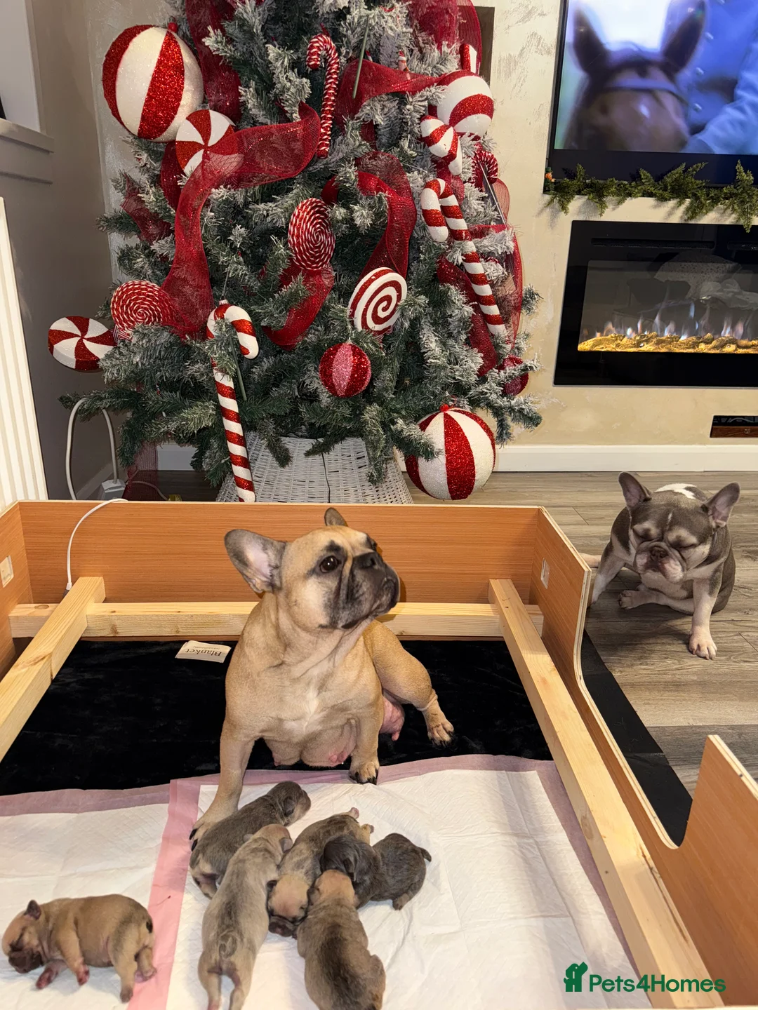 French Bulldog dogs for sale: Elegant Litter of Six KC Registered French Bulldog - Advert 2