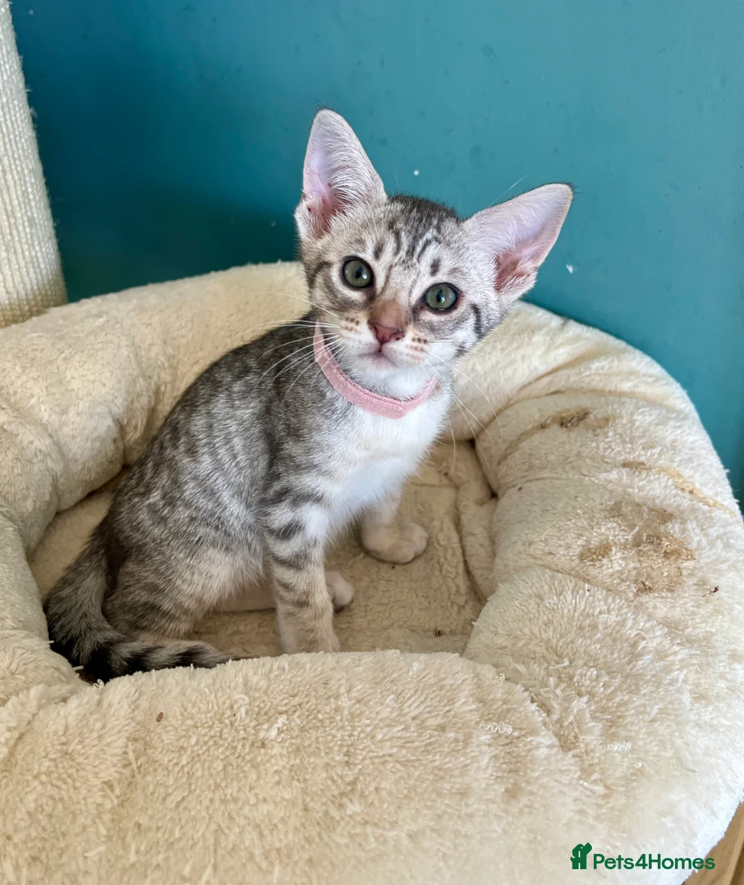 Ocicat cats for sale: Delightful Rare Breed Ocicat kittens. in Norwich - Advert 1