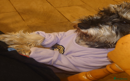 Miniature Schnauzer dogs for sale: Miniature Schnauzer older girl - Image 7