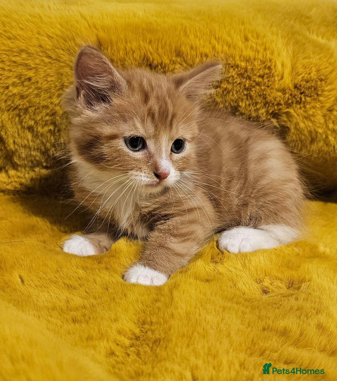 Maine Coon cats for sale: Kittens - Image 4