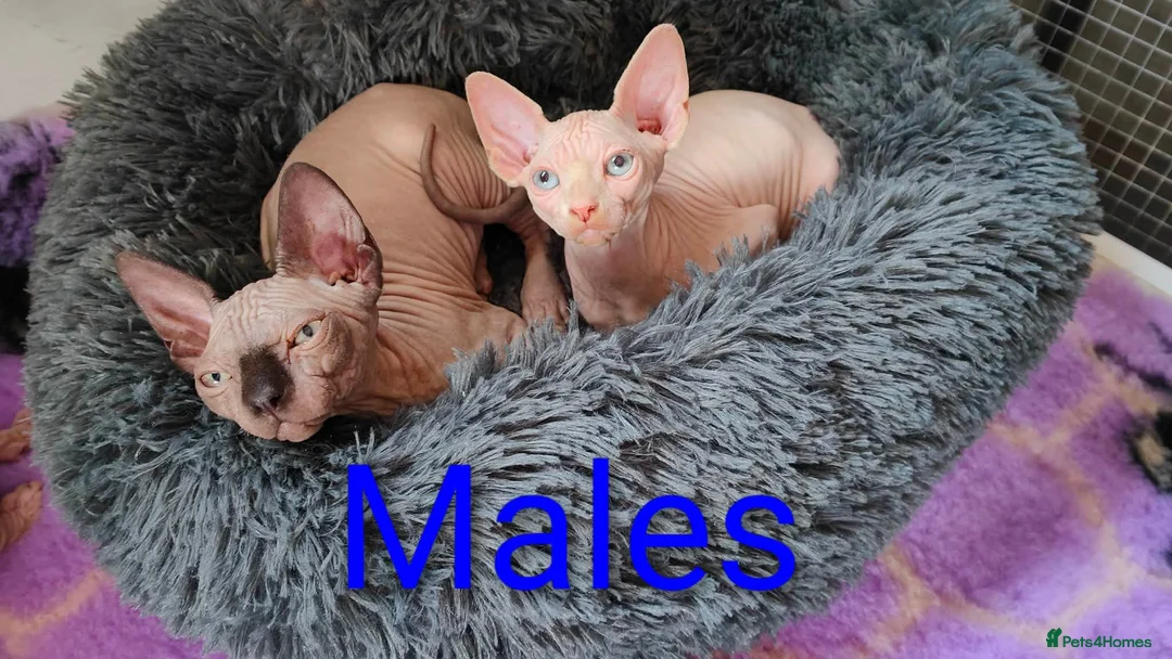 Sphynx cats for sale: Tica Registered Canadian Sphynx Kittens,READY NOW. - Advert 2