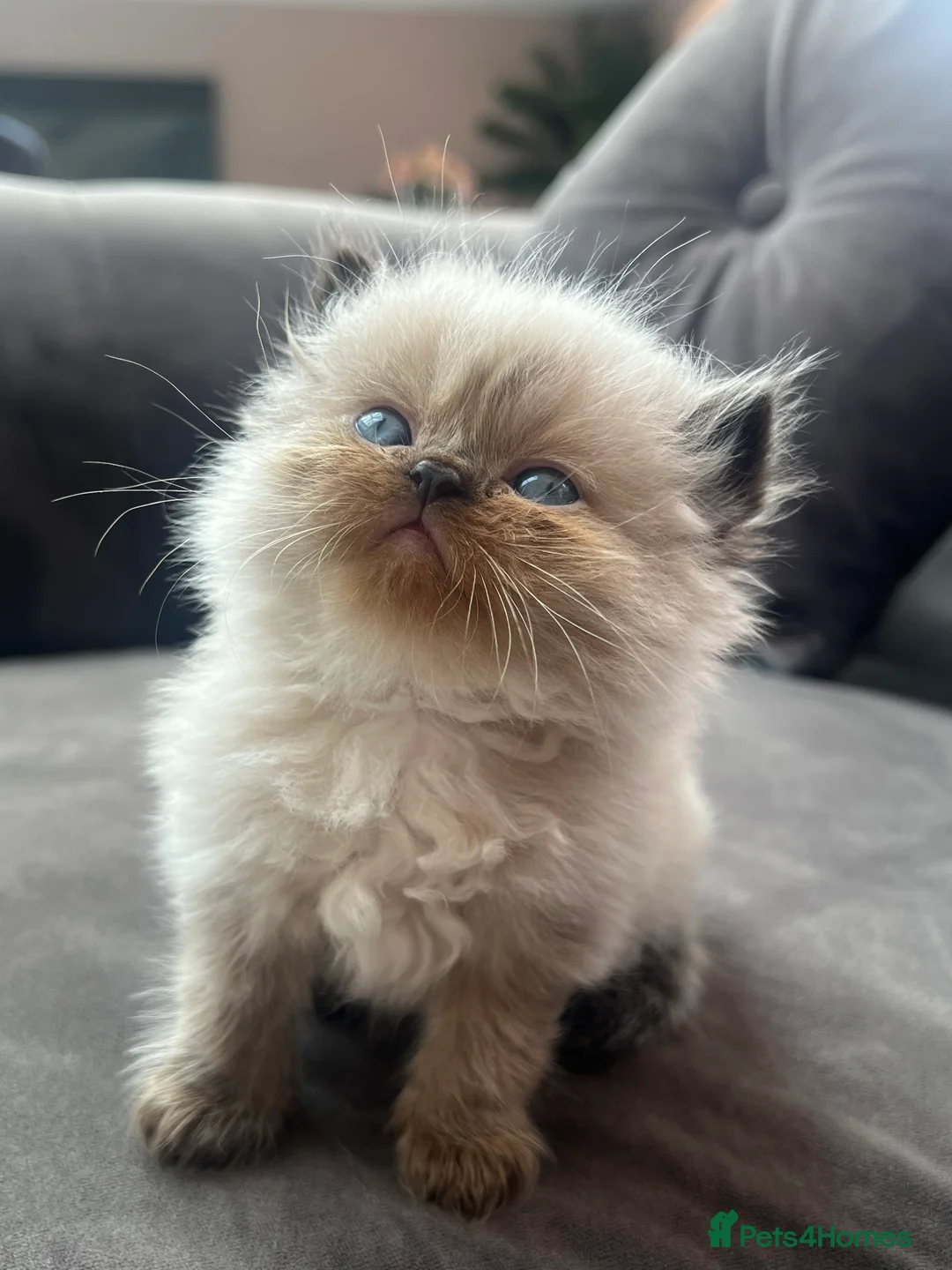 Persian cats for sale: Persian kittens for sale - Advert 2