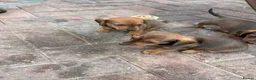 Dachshund dogs for sale: Puppies available  - Advert 4