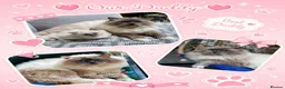 Ragdoll cats for sale: 6 beautiful pure ragdoll kittens in Bishop's Stortford - Advert 3