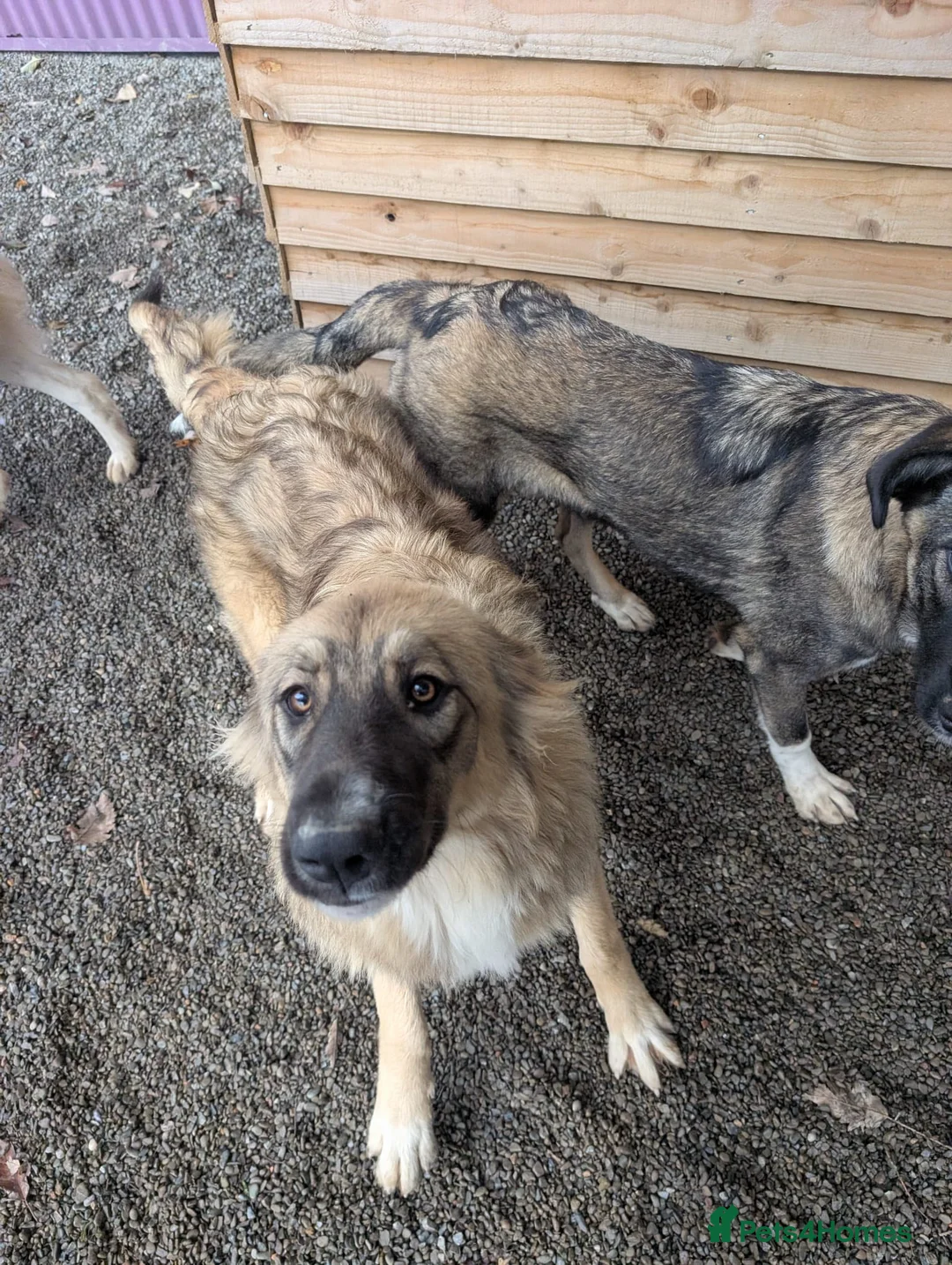 Mixed Breed dogs for adoption: Meet Iona – The Sweet, Shy Sister - Advert 7