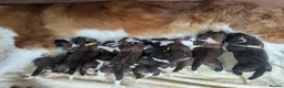Saint Bernard dogs for sale: Saint Bernards KC registered, Hip and Elbow scored in Sheffield - Advert 4