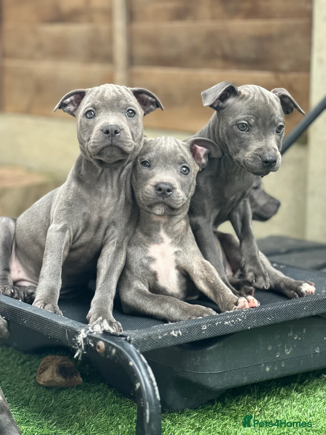 Staffordshire Bull Terrier dogs for stud: Amazing Staffordshire Bull Terrier for Stud   - Advert 26