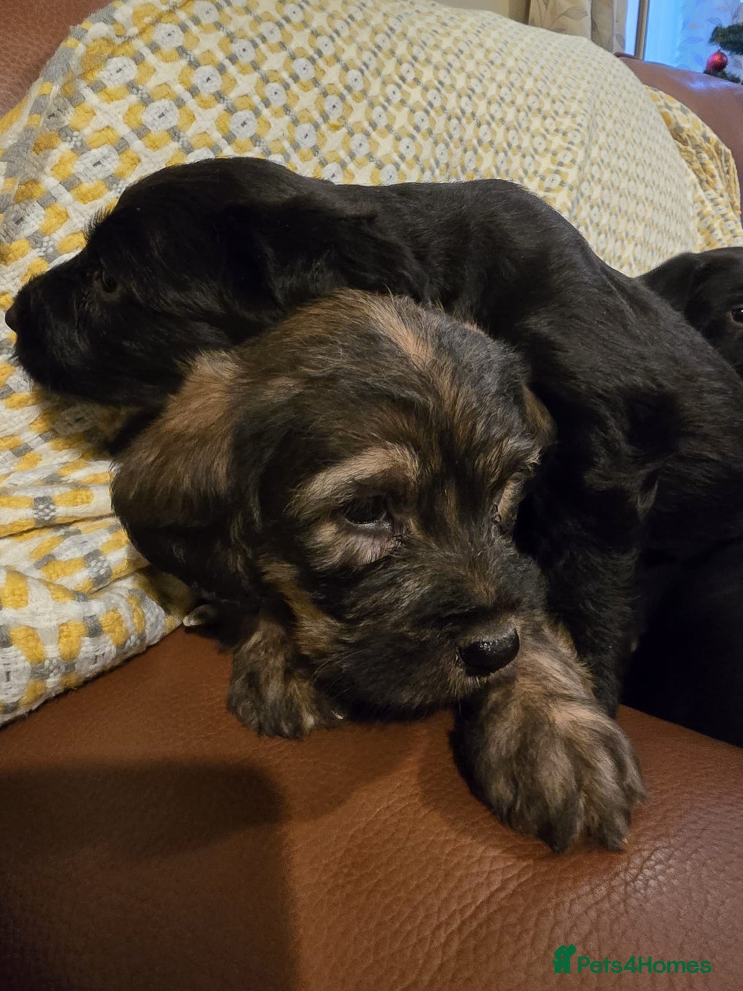 Sproodle dogs for sale: Springer spaniel x miniature poodle  - Advert 6