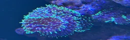 Other/Mixed Breed fish for sale: Marine  set tank shut down  - Advert 10