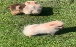 Pomeranian dogs for sale: Miniature Pomeranian puppies - Image 4