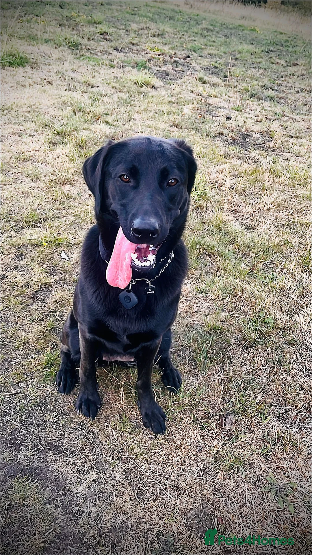 Sheprador dogs for sale: Sheprador Puppies – German Shepherd × Labrador in Barnsley - Advert 4