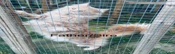 Maine Coon cats for sale: Main coon kittens blue smoke/grey silver tabby’s - Advert 13