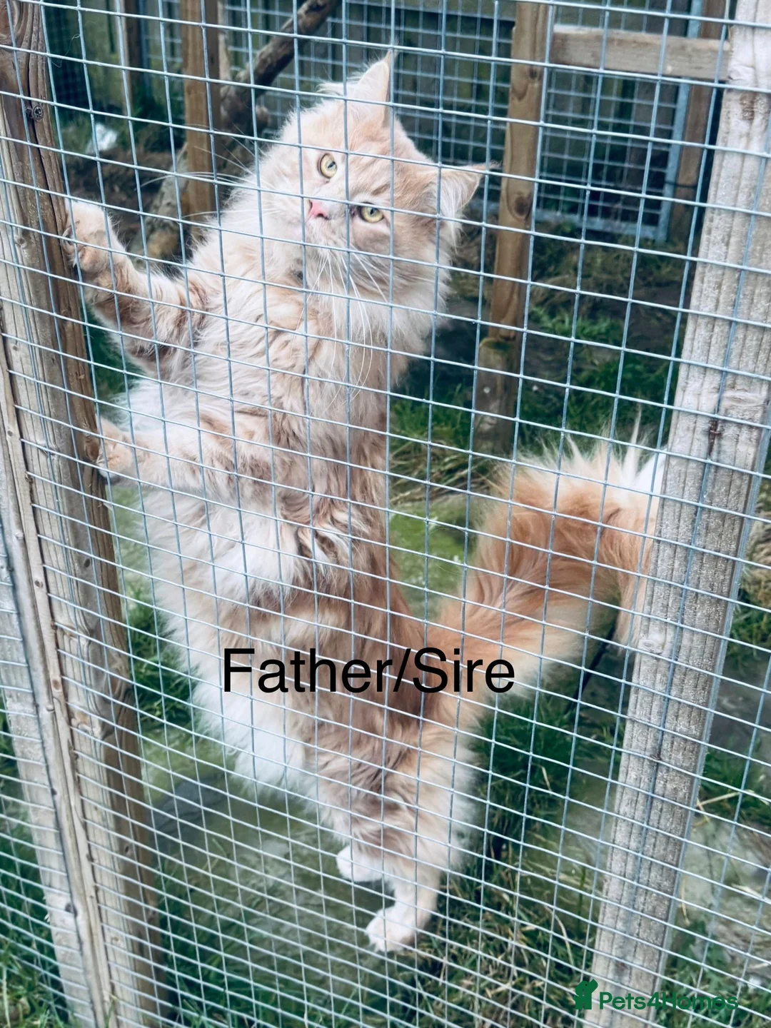 Maine Coon cats for sale: Main coon kittens blue smoke/grey silver tabby’s - Advert 13