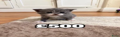 British Shorthair 3
