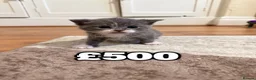 British Shorthair cats for sale: Beautiful British Shorthair Kittens - Advert 5