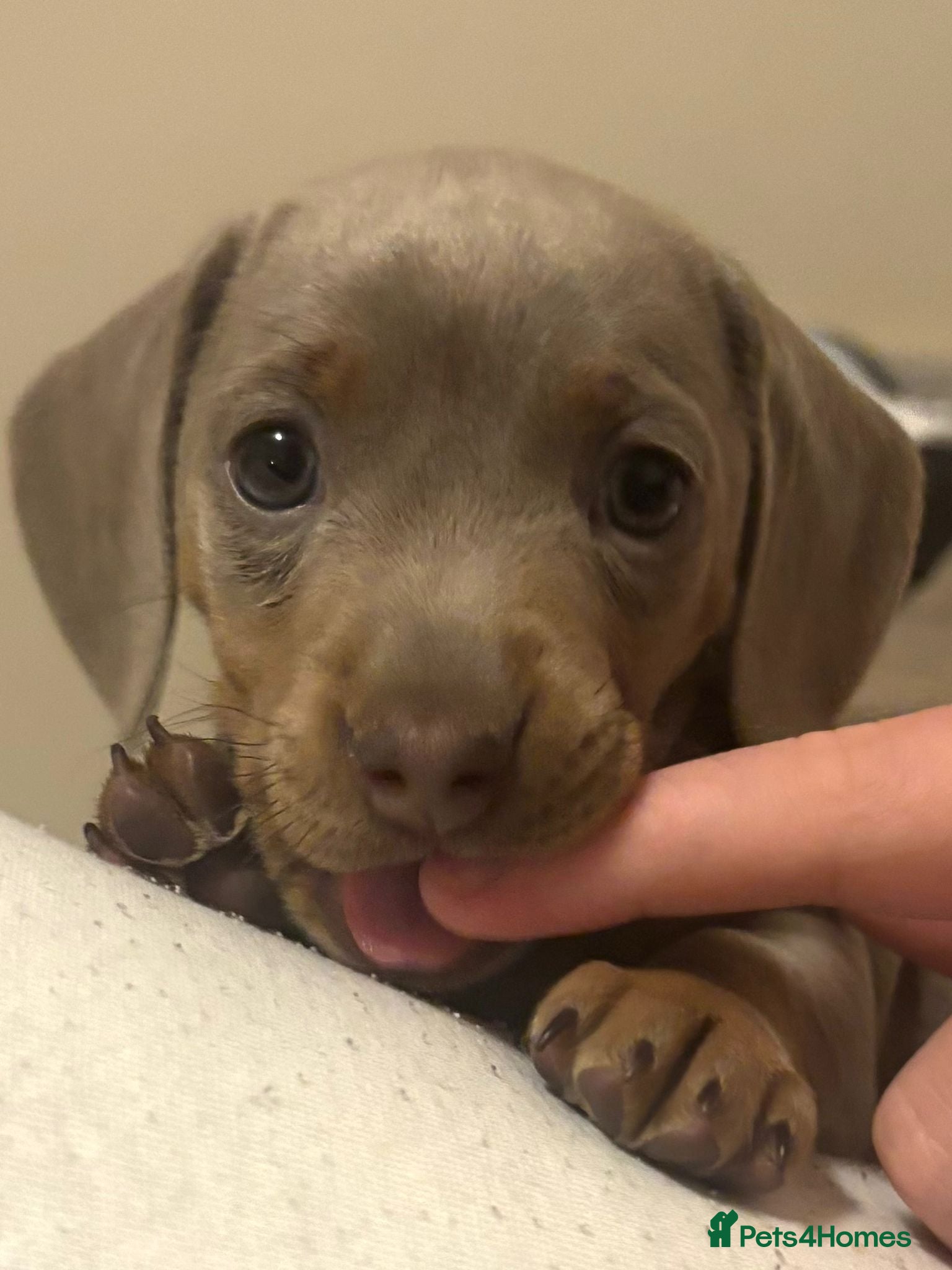 Miniature Dachshund dogs KC Registered Miniature Dachshund Puppies  - Advert 3