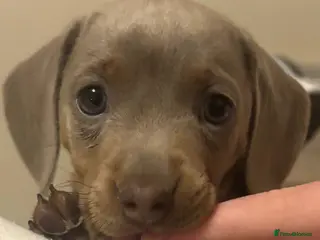 Miniature Dachshund dogs KC Registered Miniature Dachshund Puppies - Advert 3