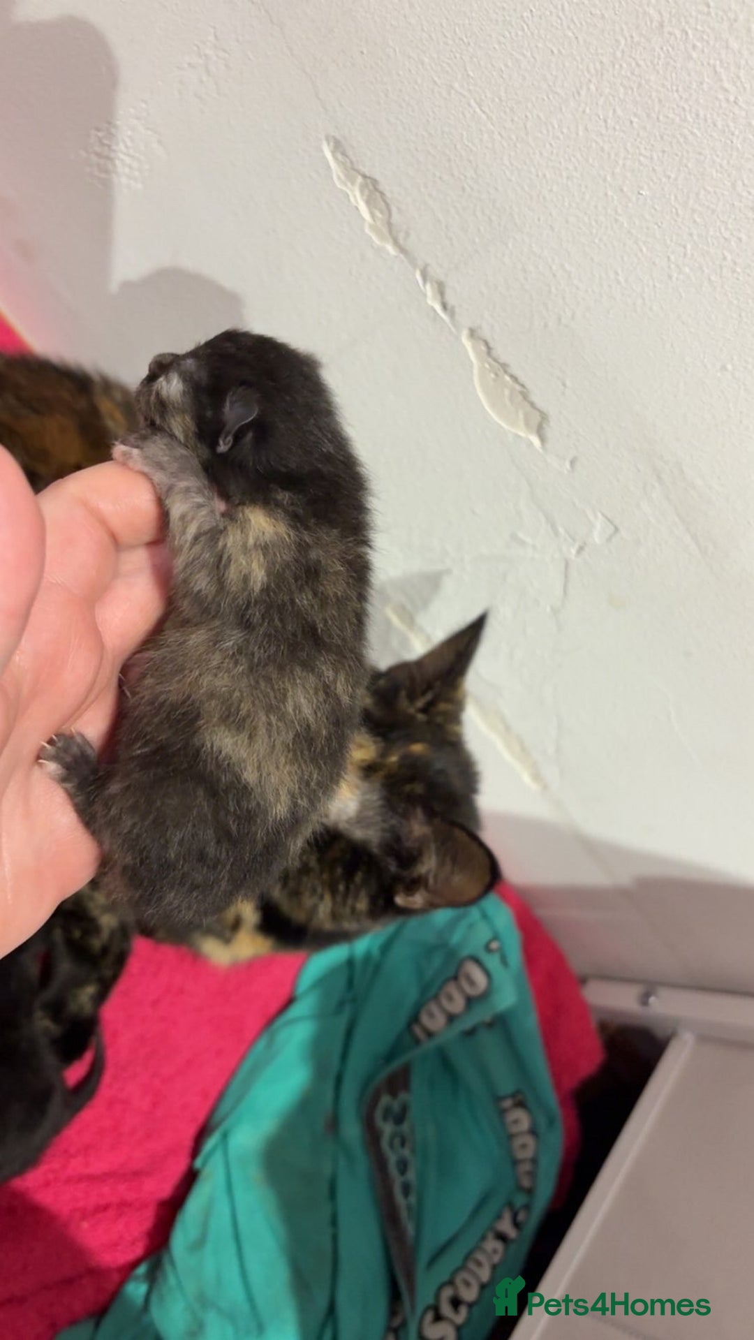 Mixed Breed cats for sale: 3 kittens 2 girls 1 boy  - Advert 4