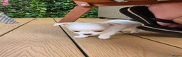 Chihuahua dogs for sale: Stunning Long-Haired Chihuahua Puppies in Guildford - Advert 37