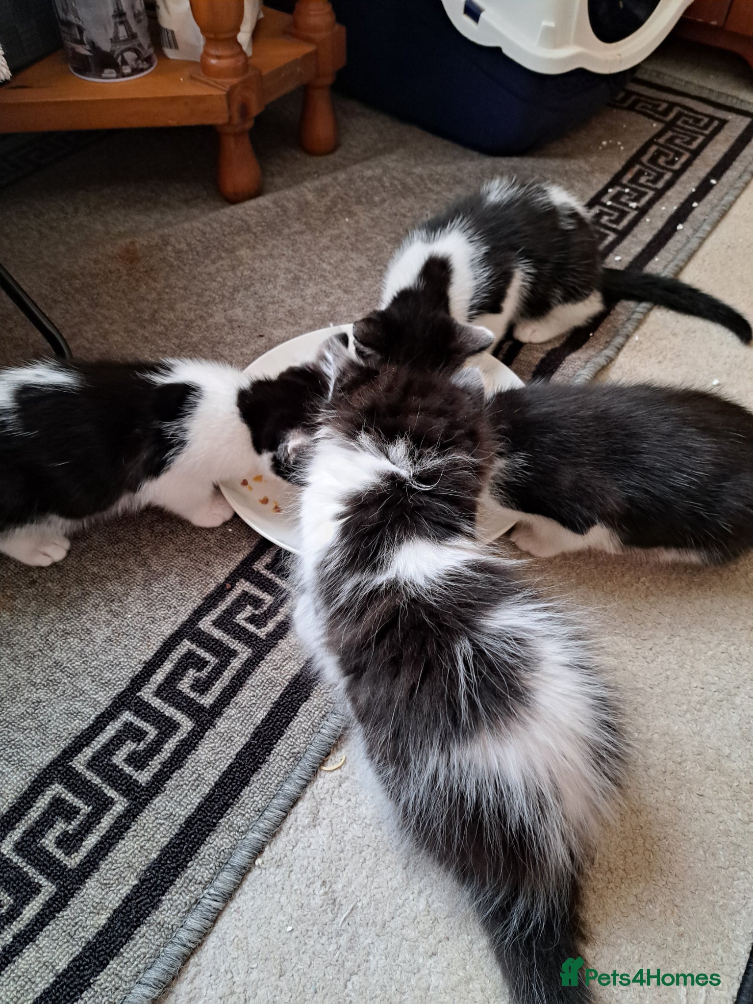 Mixed Breed cats Cats for sale - Advert 1