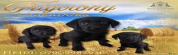 Labrador Retriever dogs for sale: 🖤 RKC Registered Black Labrador GIRLS 🖤 - Advert 1