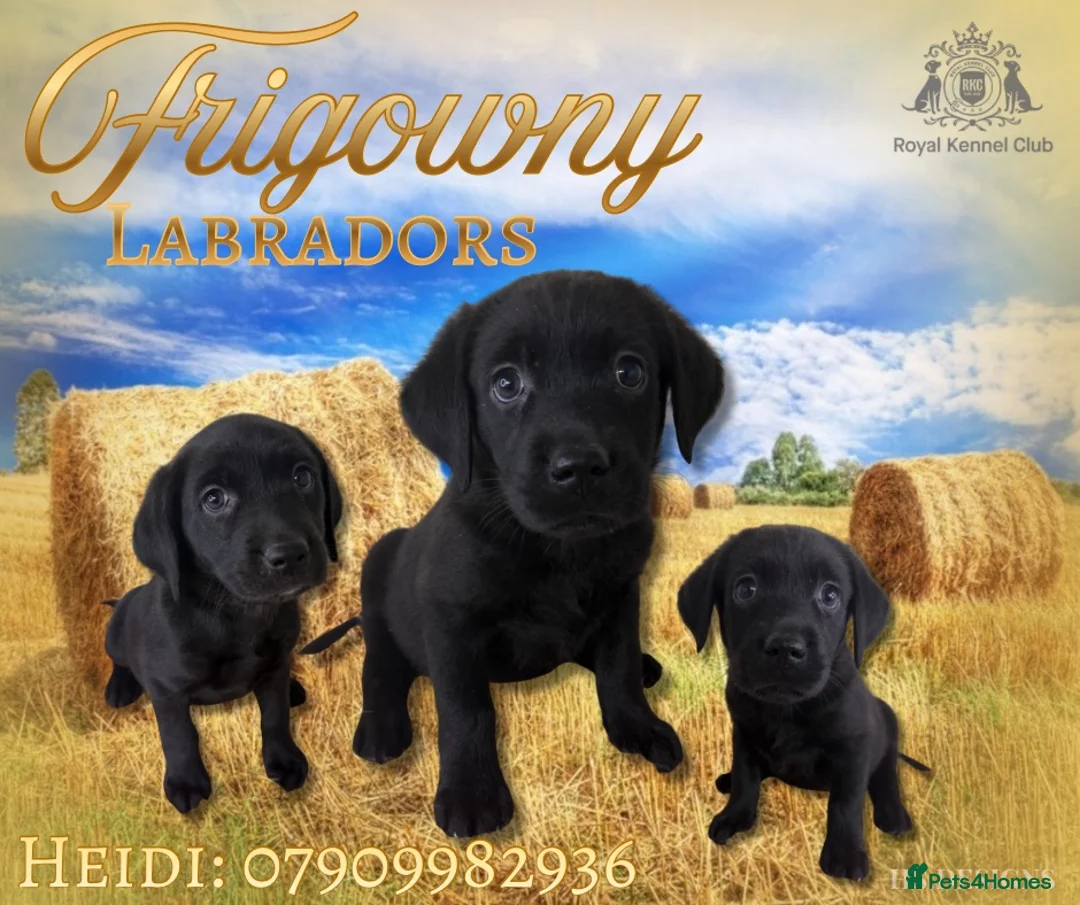 Labrador Retriever dogs for sale: 🖤 RKC Registered Black Labrador GIRLS 🖤 - Advert 1