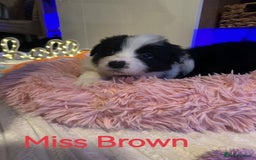 Border Collie dogs for sale: International Champion blood line stunning puppies - Image 11