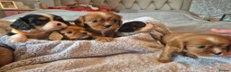 King Charles Spaniel dogs for sale: 6 beautiful king charles cavalier puppies - Advert 9