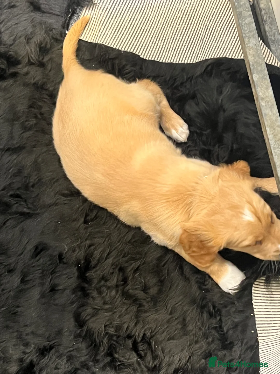 Mixed Breed dogs for sale: Golden setter pups  - Advert 2