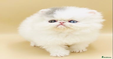 Exotic cats - Advert 6