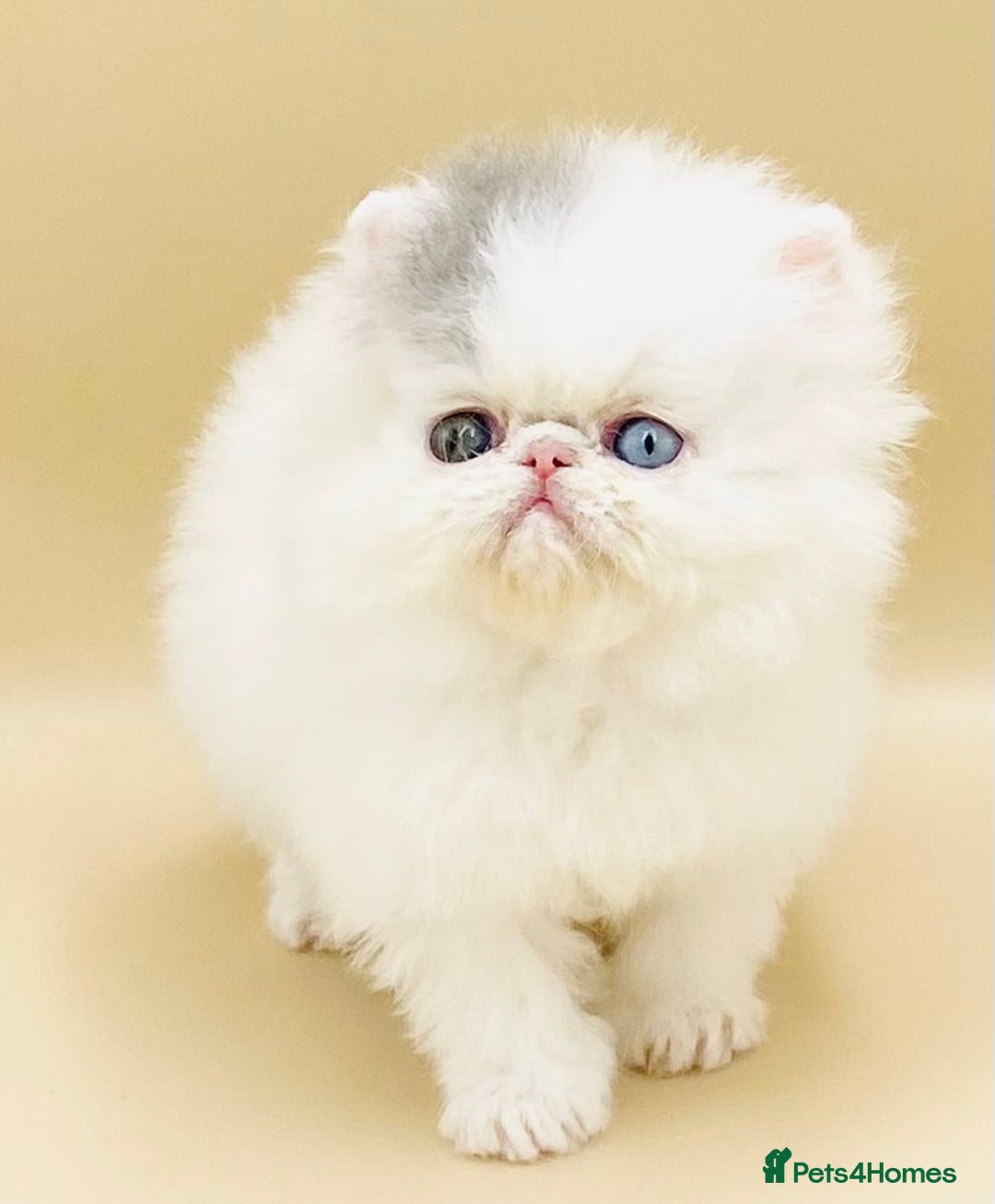 Exotic cats for sale: (Rare odd eye bicolours)🏆Exceptional. - Image 3