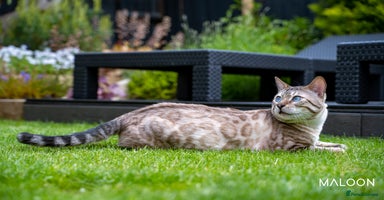 Bengal cats - Advert 11