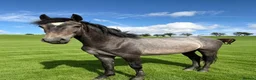 Connemara horses for sale: Llynhelyg wizard  - Advert 2