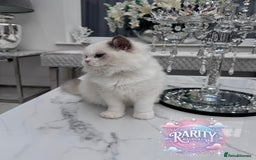 Ragdoll cats for sale: Ragdolls kittens from Chinese bloodline  - Image 7